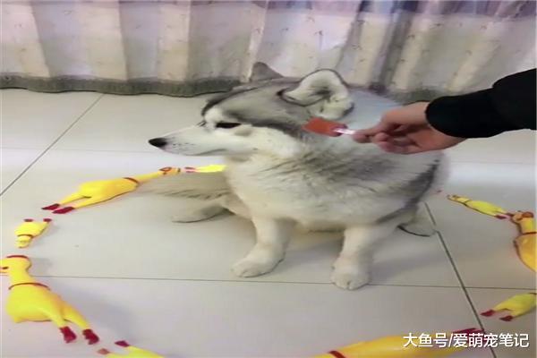 用香肠骗哈士奇吃完药后, 它再也不吃肠了, 狗: 你已失去朕的信任