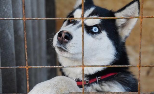 哈士奇溜进农场, 做了一件事情, 主人赔钱赔到哭!