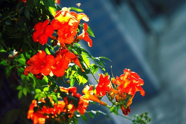 凌霄花在生活中并不少见，凌霄花泡水喝的功效还不少