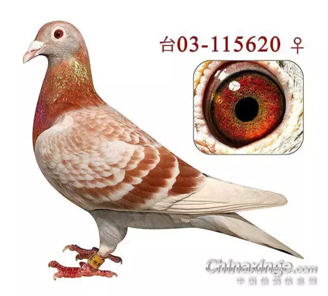 全世界最耐飞的鸽子