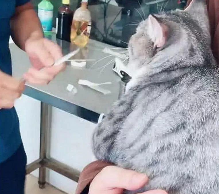 主人带猫咪去打针，猫咪主动地伸出胳膊，下一秒萌翻医生