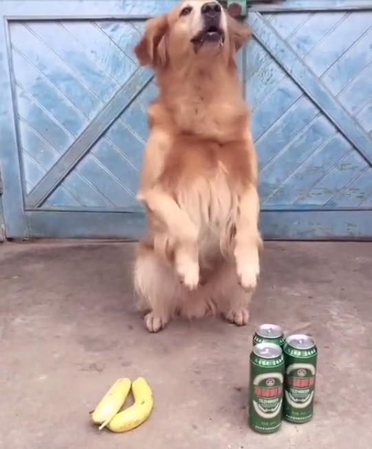 主人指着啤酒和香蕉问有多少, 结果看到金毛的反应让人笑喷!