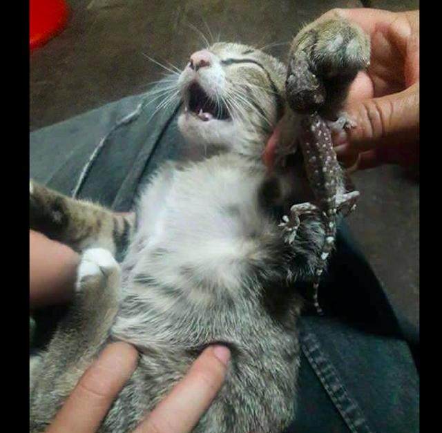 猫咪去招惹蜥蜴结果被咬，最后这表情，让主人笑抽了