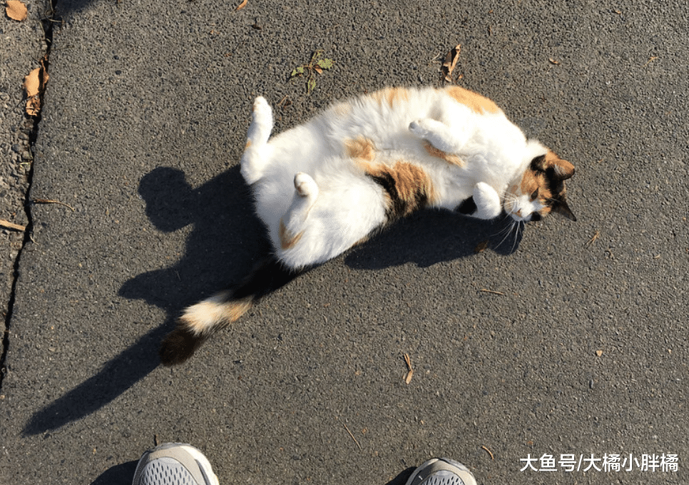 猫咪得了猫艾滋就不能长寿吗？铲屎官不要放弃，多注意这些小细节