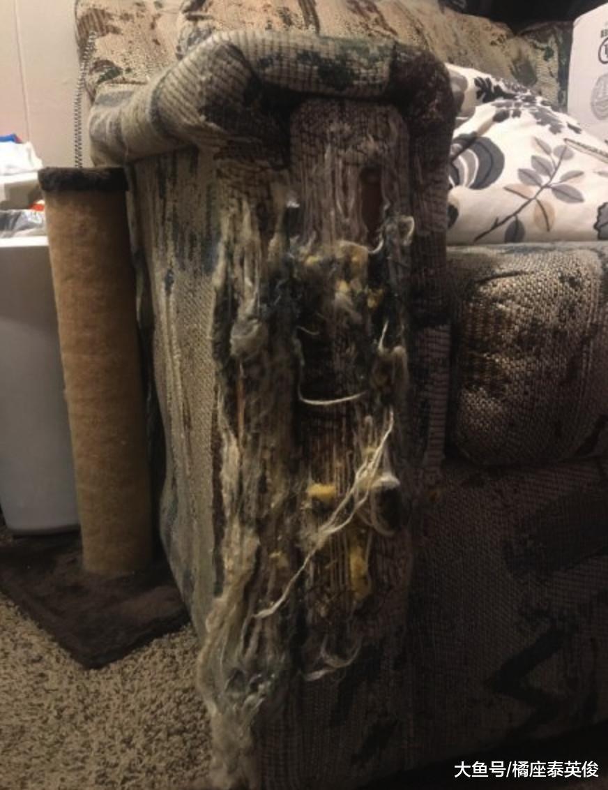 铲屎的! 我给你设计了一个新款流苏沙发, 你看看我手艺怎么样?
