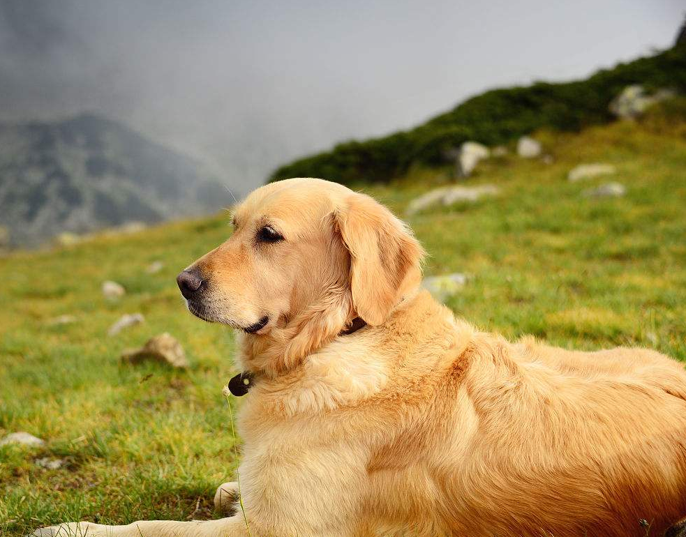 养狗的五个好处