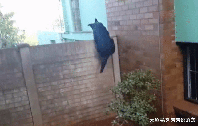 男子家无公狗，母狗关在家里却怀孕了，小狗出生看到狗子爹傻眼了