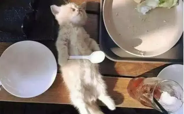 小奶猫吃饱了往桌上一躺, 引众人围观, 下一秒全场爆笑