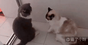 猫：好尴尬，撒个娇还把自己坑了