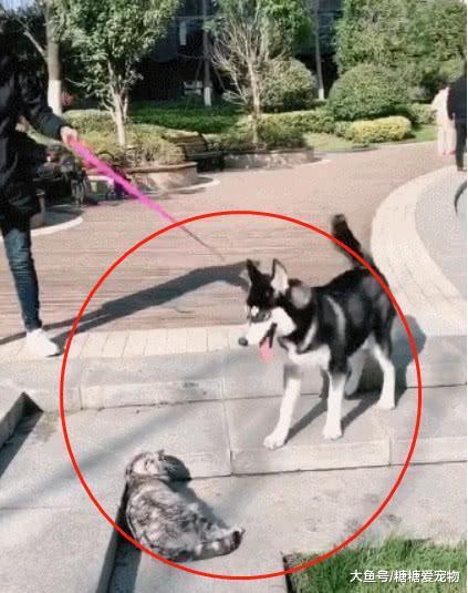 二哈“调戏”猫咪, 结果主人一松开狗绳, 二哈的反应笑喷了!