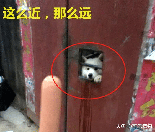 萨摩耶装傻卖萌，主人掏出了好吃的，萨摩耶瞬间馋成表情包