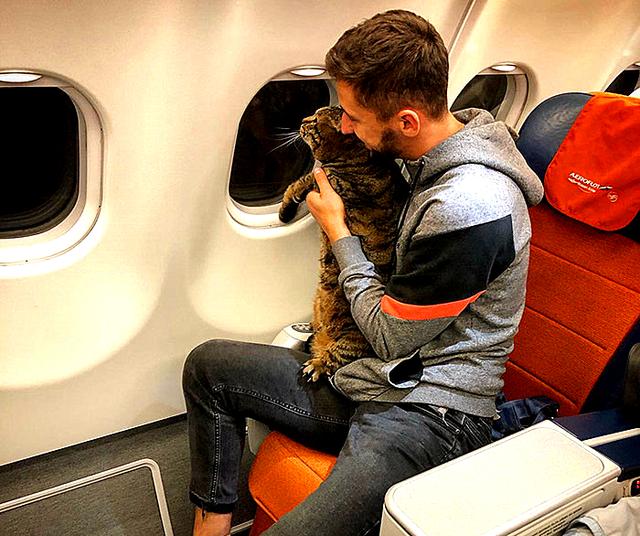 胖狸花超重，铲屎官骚操作带其上飞机后被处罚，网友：胖猫无猫权