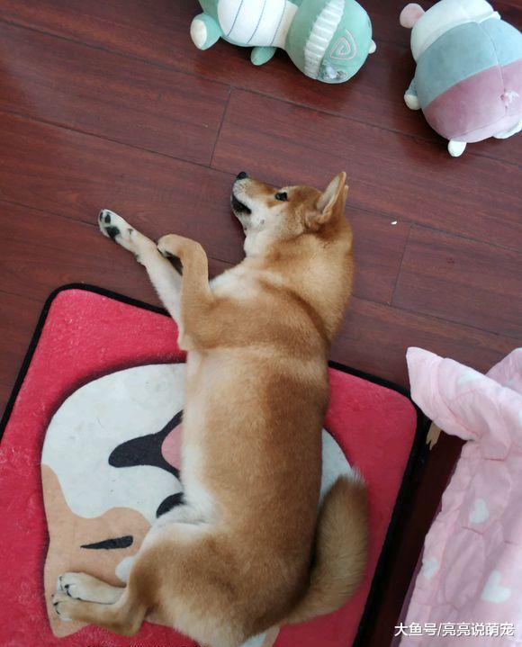 柴犬不敢上厕所，它在等着主人带它出去，快把它憋“疯”了