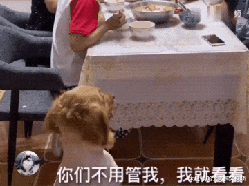 主人吃饭不管金毛，它以拆家回应，面壁思过的表情太逗了