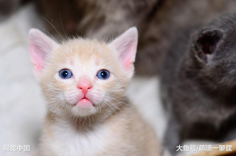从出生到第六周，小猫咪都会经历的变化，一天一个样真不是夸张