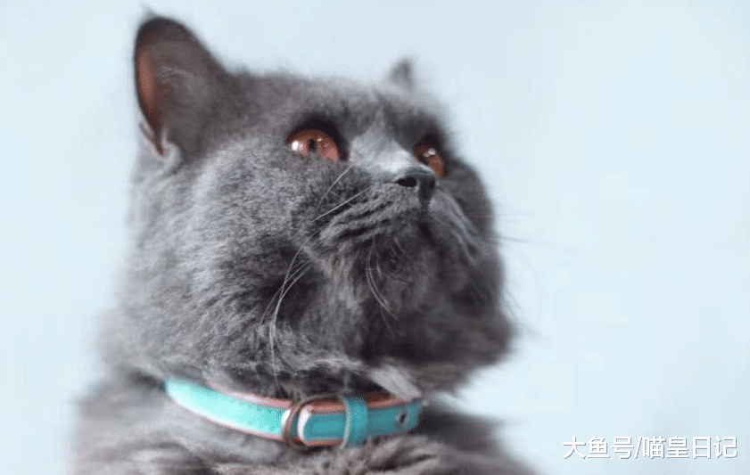 养猫有助于缓解老年痴呆？前提是要避免这三大误区