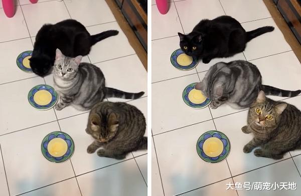 盘子忘记收引讨债集团排队坐好，猫咪诚恳脸勒索：快放罐！