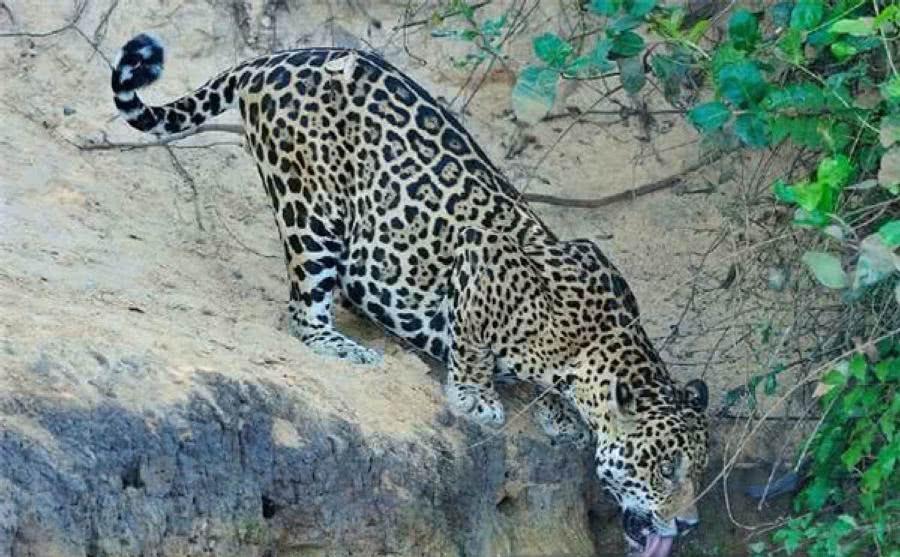 金钱豹正在喝水, 不巧被鳄鱼给盯上了, 随后一幕让人出乎意料