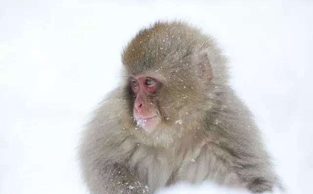 明天开始，大金猴需“小心”，将会惹上“大祸”！