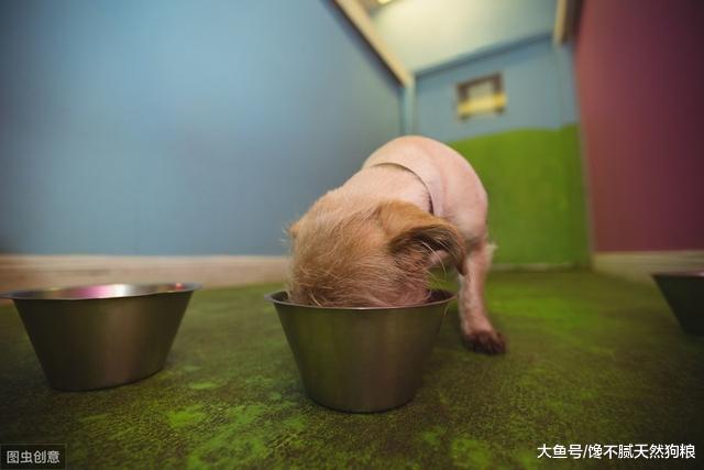 比起马桶，狗碗还要脏1000倍？铲屎官不能这样直接喂狗狗