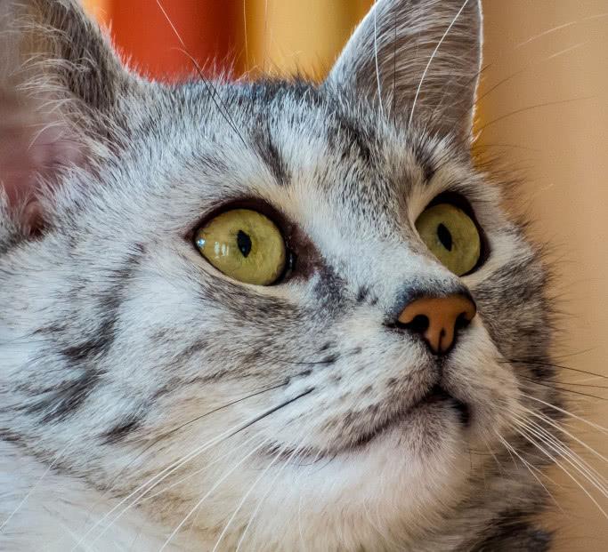 猫咪湿润的鼻子有什么作用？猫咪鼻子干是否就一定是生病了呢