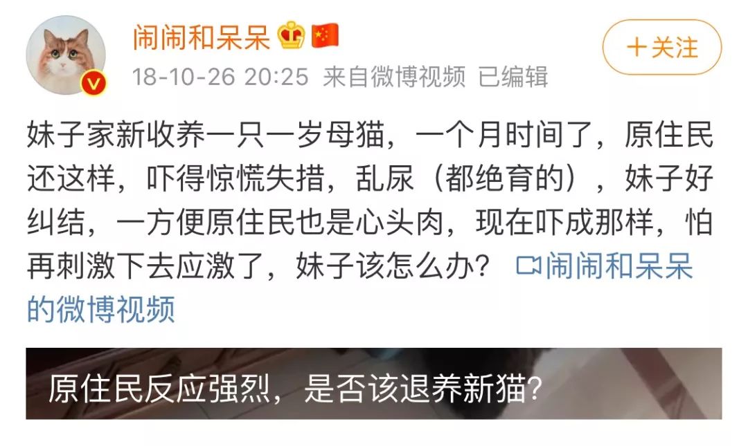 带了二喵回家，结果大喵被气病了！这些准备你做足了吗？