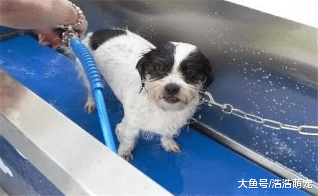 冬天不要对狗狗做下面5件事, 宠主别不当回事, 会伤害到它的