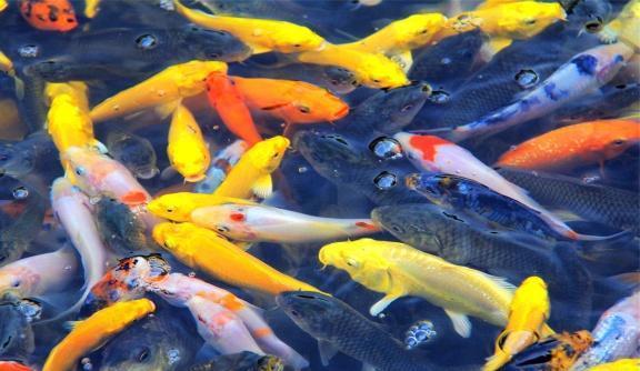 家中養魚，養魚時一定要注意的8個細節，分享給魚友