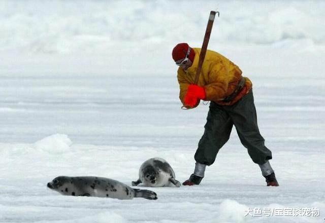 它们用体温去救人，可是人却利用它的善良进行杀戮