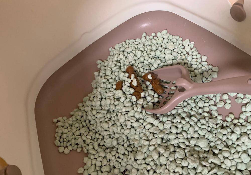 你试三天不铲屎吗？隔着屏幕也闻到屎味，哈哈哈笑喷了……