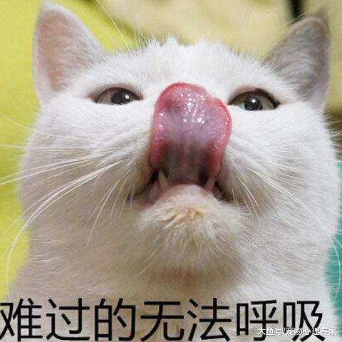 南京500只猫在屠宰厂前被拦，志愿者一片好心，后续却始料未及