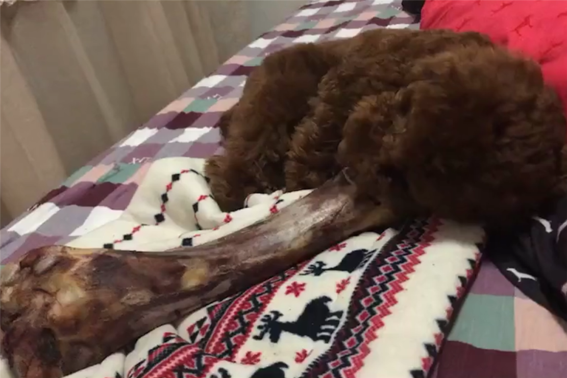 泰迪获得大骨头，困得眼泪汪汪没日没夜啃，狗：牙都快磨没了……