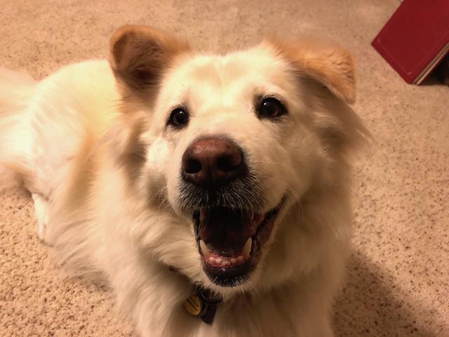 狗狗听见门铃声，就鬼喊鬼叫，如何让狗狗闭嘴？