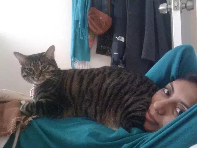 猫喜欢坐在人脸上，狗喜欢坐在猫身上，这是为什么呢？