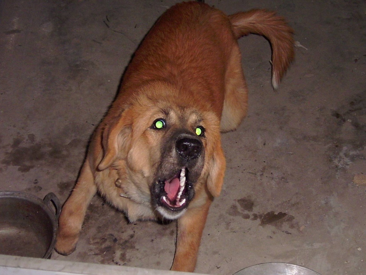 平时遇到恶犬，应该怎么办？教你两招轻松化险为夷