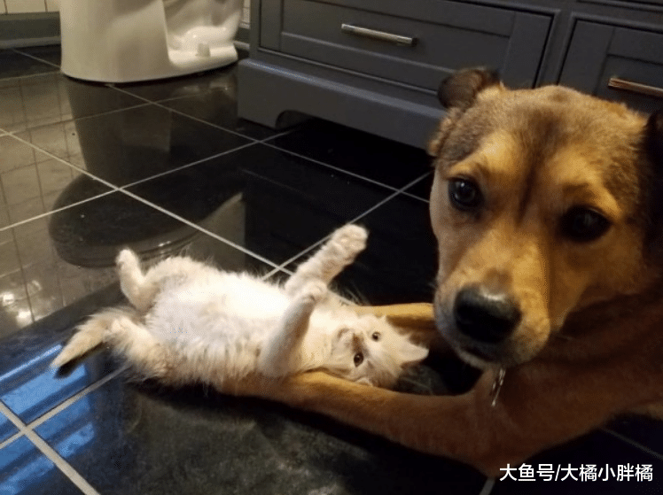 3只小猫被大雨所困，狗狗带着主人去救助，还成功把小猫们哄回家