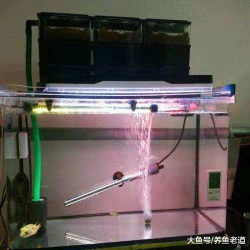 飼養觀賞魚每天的這些檢查才是重點，我們該如何去做？