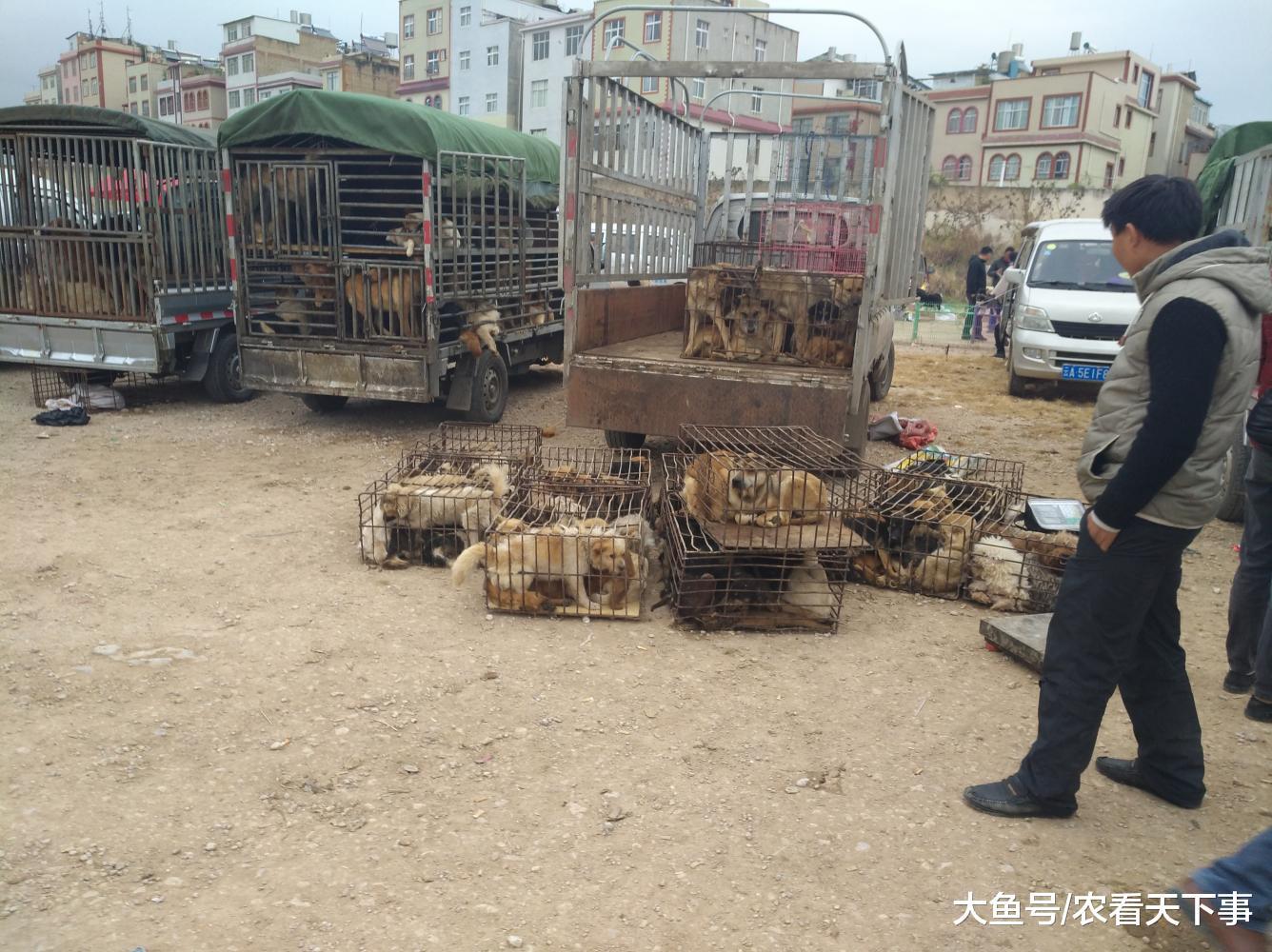 狗市: 宠物市场降温, 肉狗商贩生意却很好大型犬的数量增加!