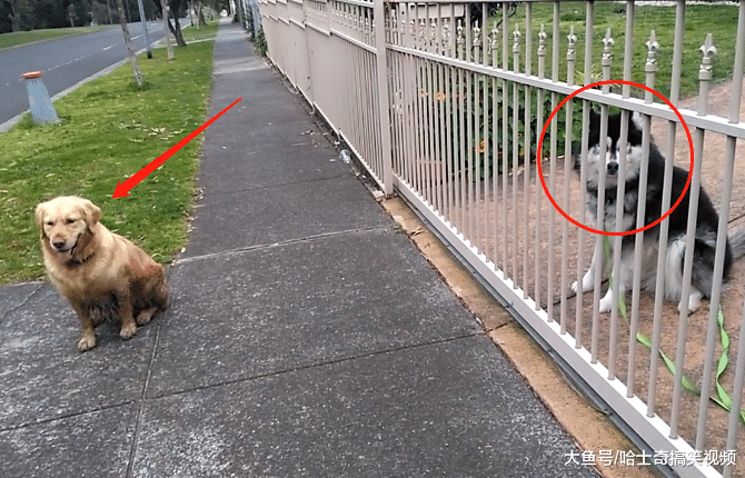 二哈想跟金毛一起玩, 结果却招冷眼, 汪: 妈妈不让我跟你玩