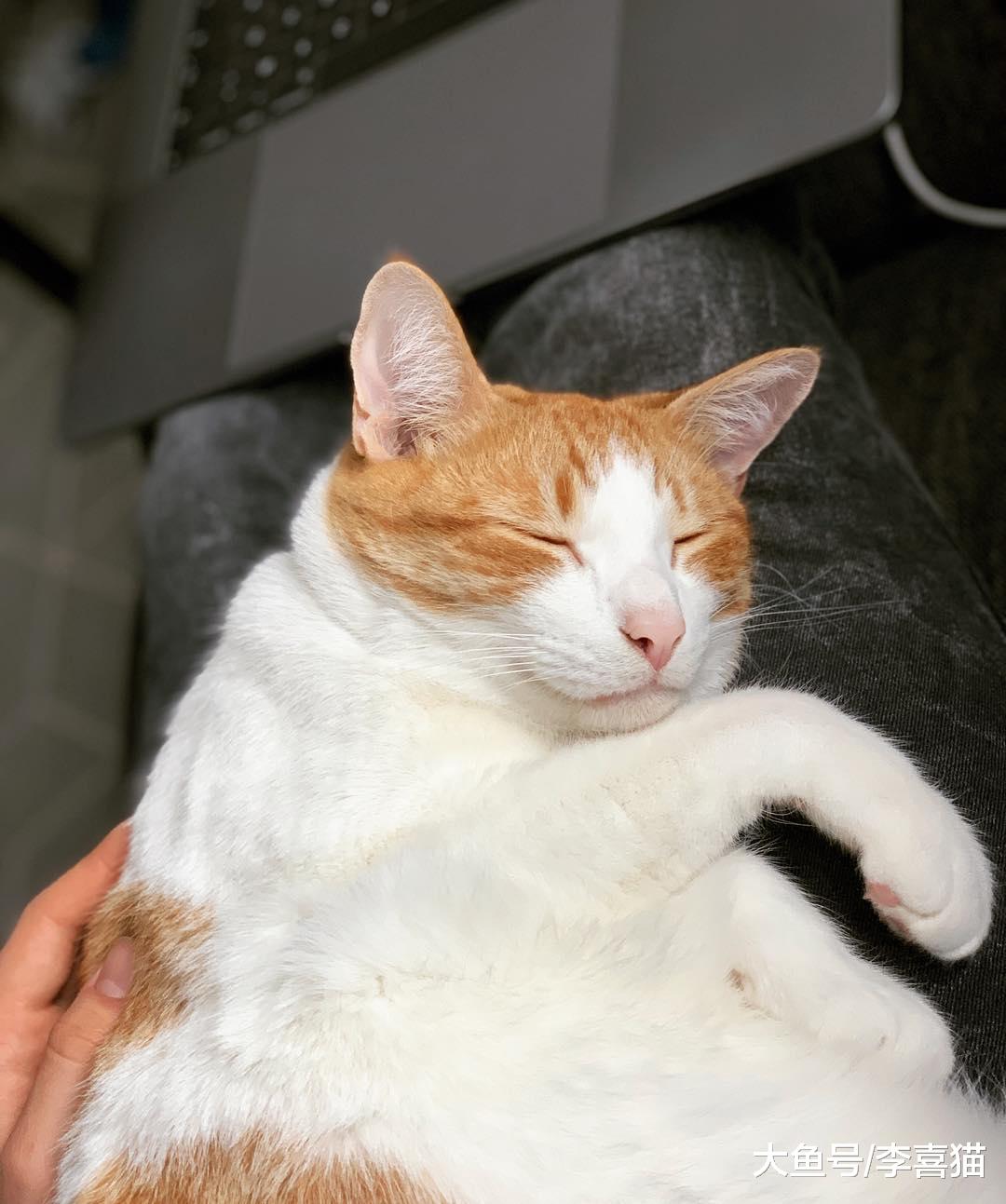 猫咪道歉睡是真的表达歉意吗？铲屎官别想太多，人家猫咪可是主子