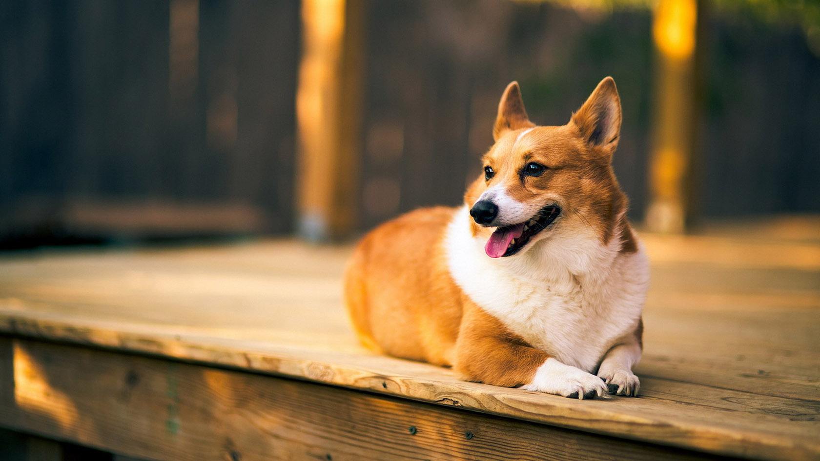 狗狗断尾是何来由？不断为又会怎样？别再犯傻了！