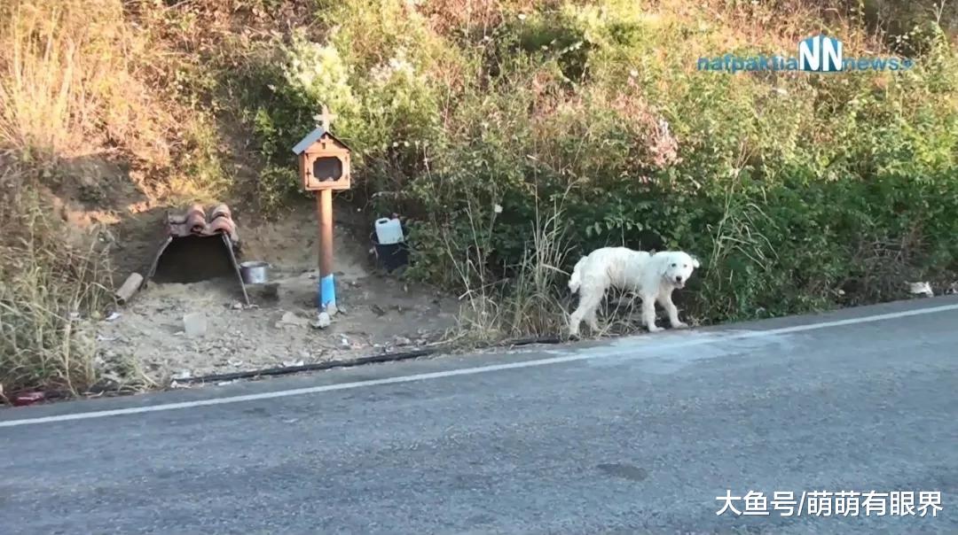 主人离家后意外丧命，狗狗神奇感知，赶到车祸现场，从此再没离开……