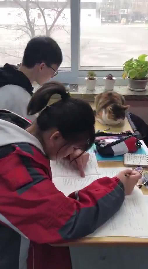 课桌上趴着一只猫布偶，老师走近一看，吓一跳：怎么还是活的？