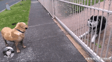 二哈想跟金毛一起玩, 结果却招冷眼, 汪: 妈妈不让我跟你玩