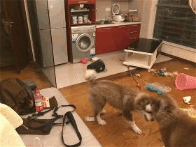 见过拆宝马的狗子没？铲屎官：看到后我想哭