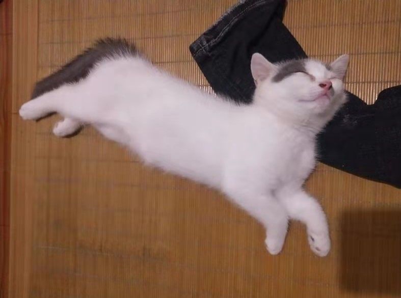 别人家的猫不是睡觉就是玩逗猫棒，我的猫咪却总是“偷看主人”