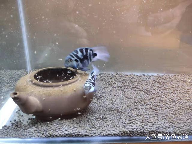 繁殖各种观赏鱼苗，到底需不需要加装氧气和过滤系统？
