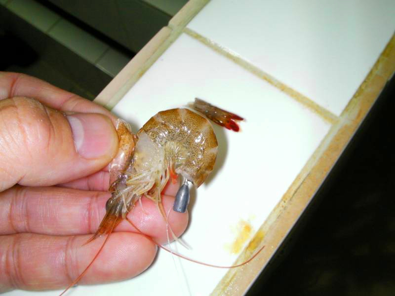 探索船钓技巧：虾饵的种类与“钩虾”的技巧