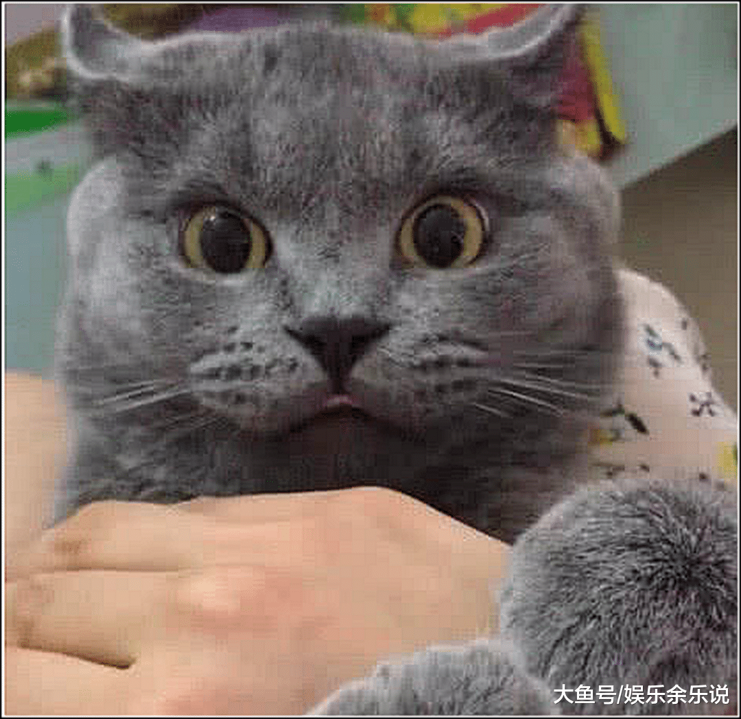 女子正在看电视，突然发现猫咪在咬自己，低头一看瞬间被萌化了