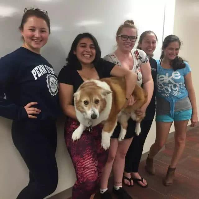 这只柯基比别人大整整一倍!主人:人家不胖,只是骨架有点大!